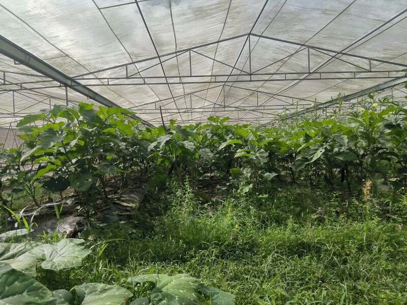 Hình ảnh công ty TDG Farm